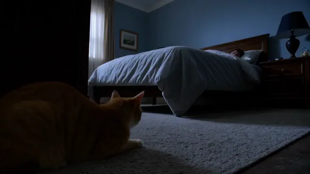 A ginger cat leaping off a bed and running outside onto the street at night.